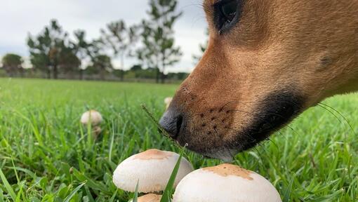 The Dangers of Mushroom Ingestion