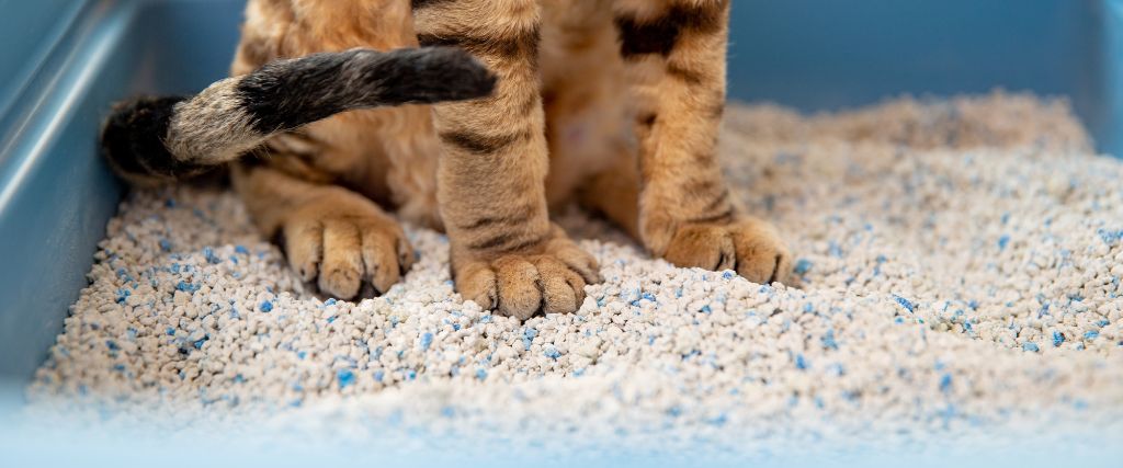 5 Essential Litter Box Tips Every Cat Owner Should Know