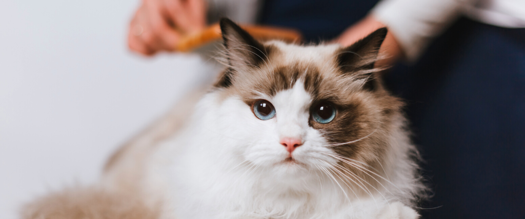 The 5 Grooming Things You Should Check On Your Cat Every Month