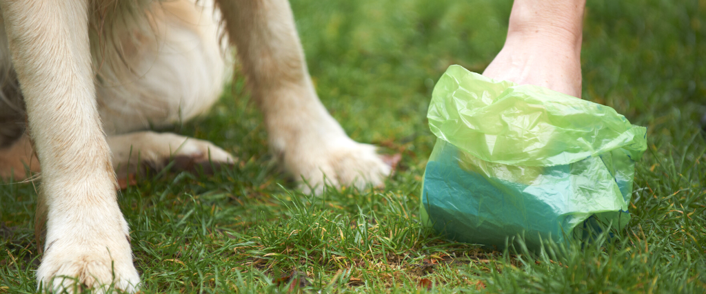 Oh, Poo! Why It Is Essential to Immediately Clean Up After Your Pet 