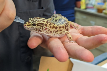 YY The Leopard Gecko: Playroom Misadventures