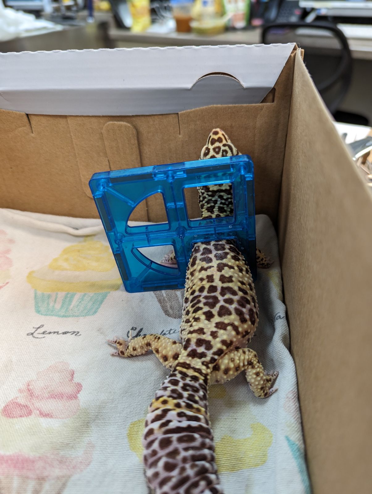 Leopard gecko stuck in a toy