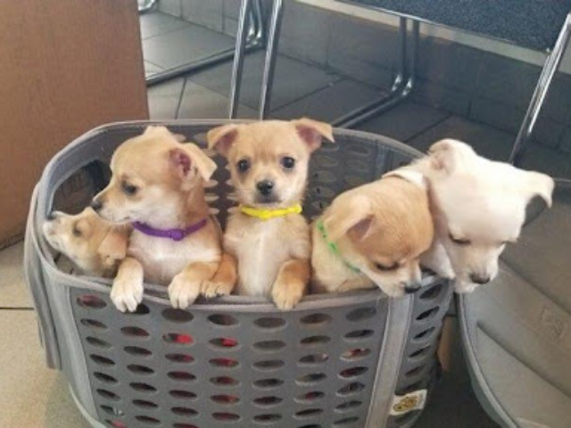 Basket Full Of Puppies