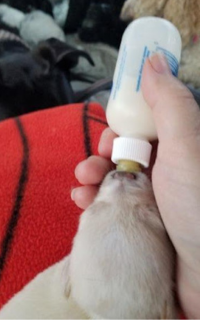 Puppy Bottle Feeding