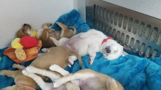 Puppy Nap Time